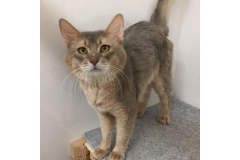 販売中のソマリの親猫