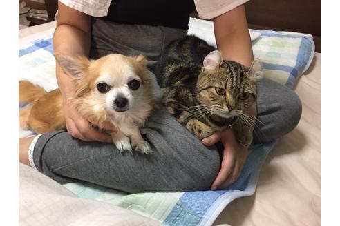 販売中のアメリカンカールの親猫
