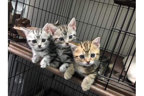 早坂千里ブリーダーの詳細