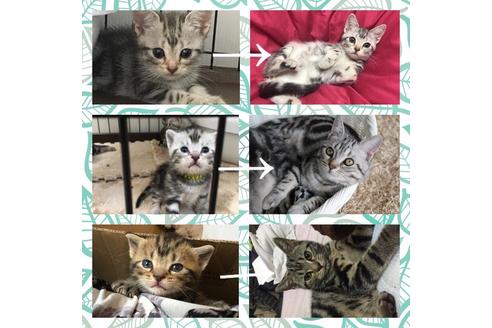 早坂千里ブリーダーの詳細