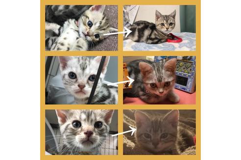 早坂千里ブリーダーの詳細