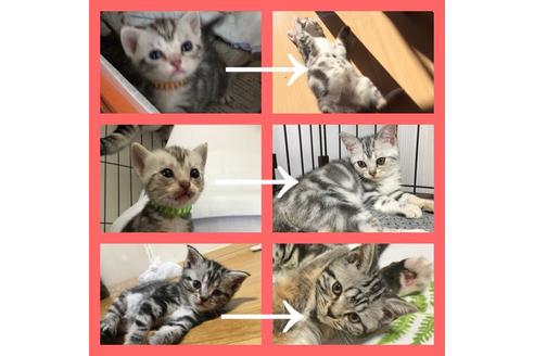 早坂千里ブリーダーの詳細