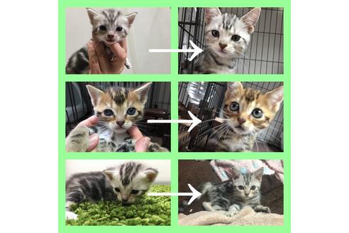 早坂千里ブリーダーの詳細