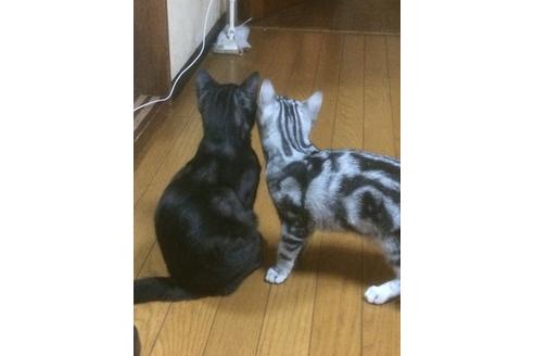 早坂千里ブリーダーの詳細の1枚目