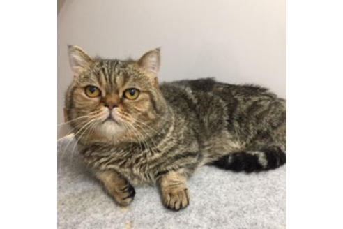 販売中のマンチカンの親猫