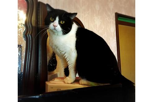 販売中のブリティッシュショートヘアの親猫