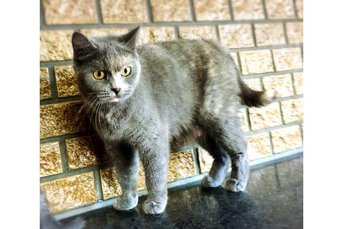 販売中のブリティッシュショートヘアの親猫