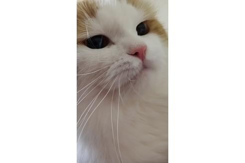 伊藤雅春ブリーダーの詳細