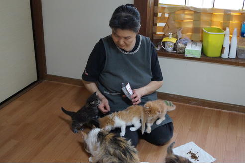 神奈川県のブリーダーを探す 子猫ブリーダーナビ
