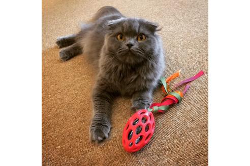 販売中のスコティッシュフォールドの親猫