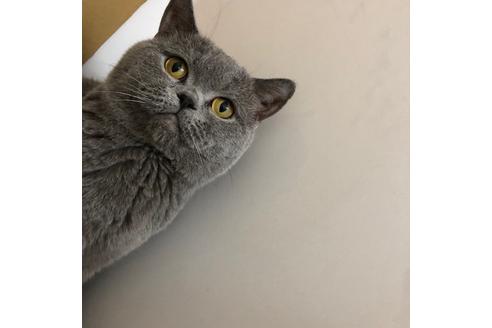 販売中のブリティッシュショートヘアの親猫