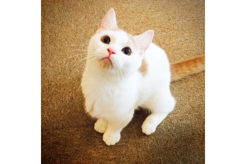 販売中のマンチカンの親猫