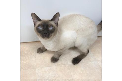 販売中のシャム(サイアミーズ)の親猫
