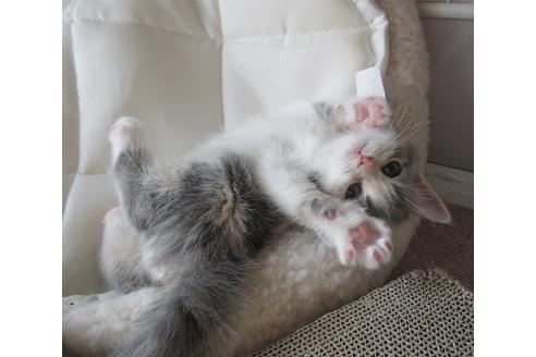 ブリーダー 子猫