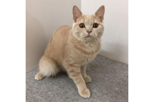 販売中のスコティッシュフォールドの親猫