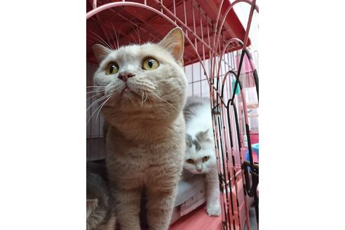 販売中のスコティッシュフォールドの親猫