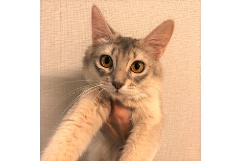 販売中のソマリの親猫