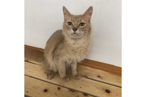 販売中のソマリの親猫