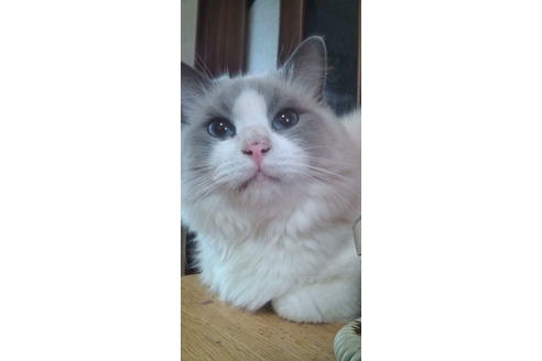 販売中のミックスの親猫