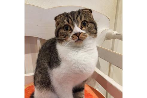 販売中のスコティッシュフォールドの親猫