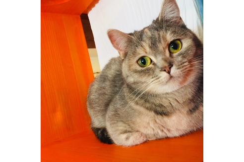 販売中のマンチカンの親猫