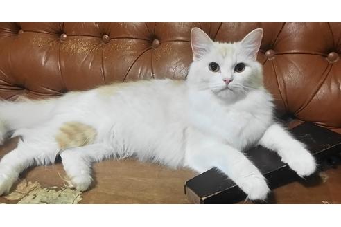 販売中のその他の猫種の親猫