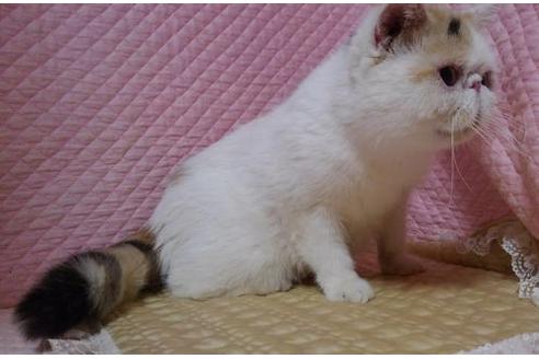 販売中のエキゾチックショートヘアの親猫