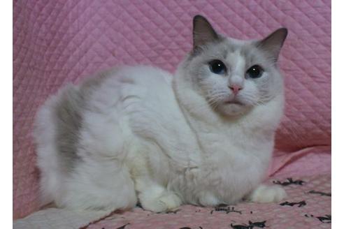 販売中のラグドールの親猫
