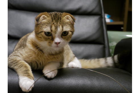 販売中のスコティッシュフォールドの親猫
