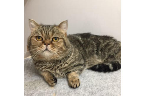 販売中のマンチカンの親猫