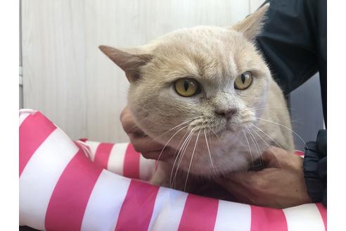 販売中のスコティッシュフォールドの親猫