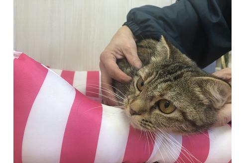 販売中のスコティッシュフォールドの親猫