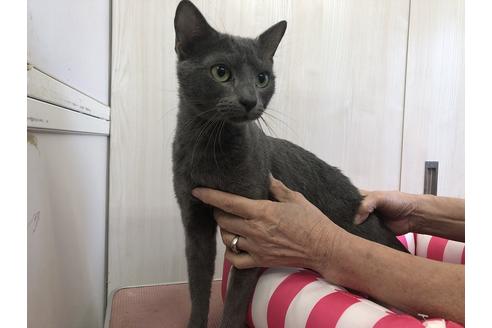 販売中のロシアンブルーの親猫