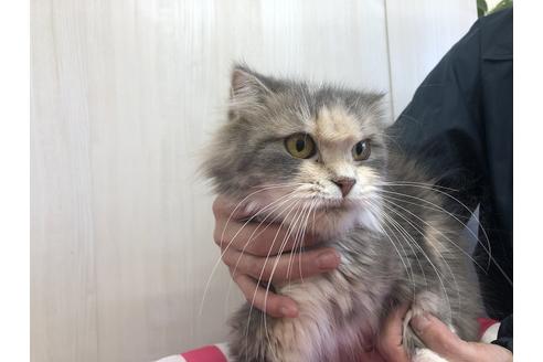 販売中のスコティッシュフォールドの親猫