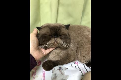 販売中のエキゾチックショートヘアの親猫
