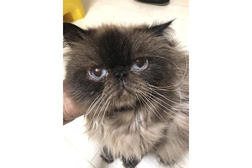 販売中のエキゾチックショートヘアの親猫
