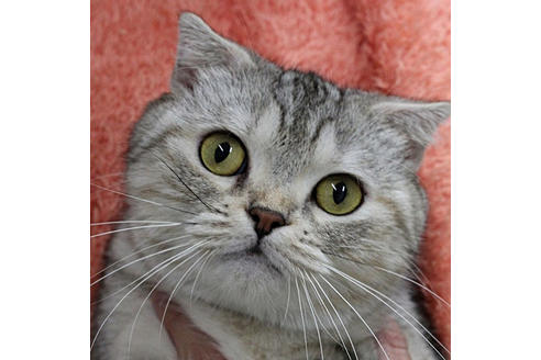 販売中のスコティッシュフォールドの親猫