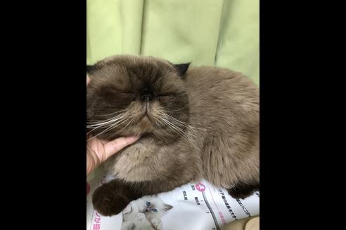 販売中のエキゾチックショートヘアの親猫