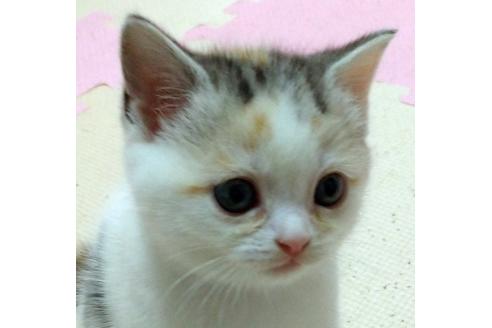 鹿児島県のブリーダーを探す 子猫ブリーダーナビ 鹿児島県のブリーダーを探す 子猫ブリーダーナビ