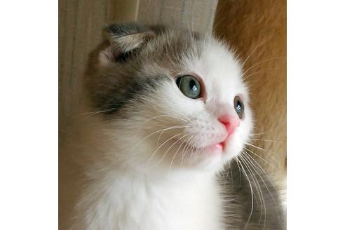 鹿児島県のブリーダーを探す 子猫ブリーダーナビ 鹿児島県のブリーダーを探す 子猫ブリーダーナビ