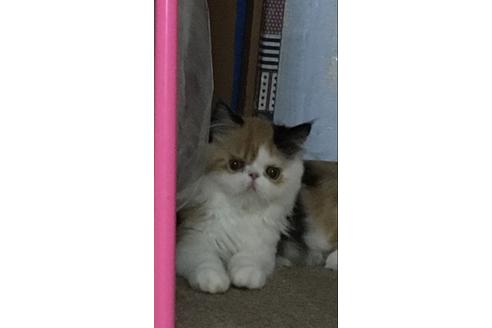 販売中のエキゾチックショートヘアの親猫