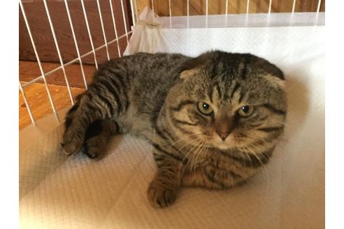 静岡県の佐藤敦子ブリーダー 静岡県伊豆の国市奈古谷 子猫ブリーダーナビ 静岡県の佐藤敦子ブリーダー 静岡県伊豆の国市奈古谷 子猫ブリーダーナビ