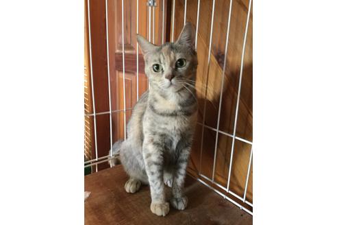 静岡県の佐藤敦子ブリーダー 静岡県伊豆の国市奈古谷 子猫ブリーダーナビ 静岡県の佐藤敦子ブリーダー 静岡県伊豆の国市奈古谷 子猫ブリーダーナビ