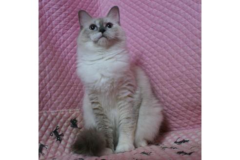 販売中のラグドールの親猫