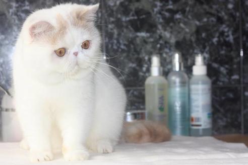 販売中のエキゾチックショートヘアの親猫