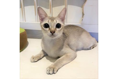 販売中のシンガプーラの親猫