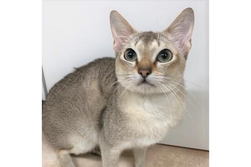 販売中のシンガプーラの親猫