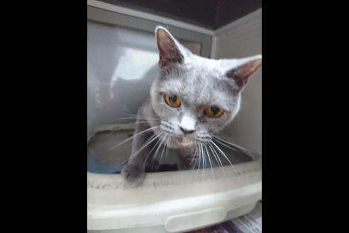 販売中のブリティッシュショートヘアの親猫