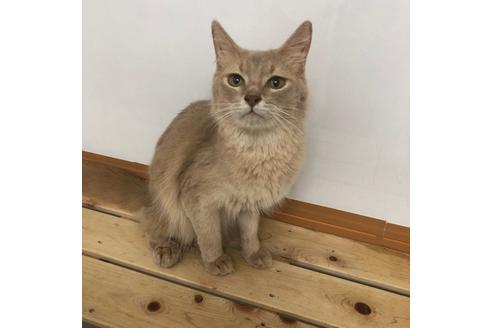 販売中のソマリの親猫