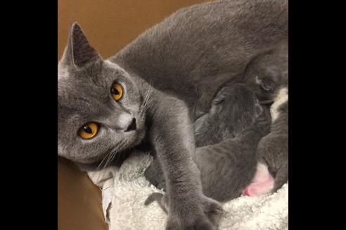 販売中のブリティッシュショートヘアの親猫